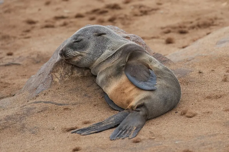 When Sleep Becomes the Enemy of Treatment: The Sleep Apnea and Diuretic Connection You Need to Know